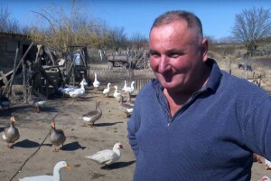 Vrijeme je nasađivanja gusaka, a guščja mast je itekako tražena