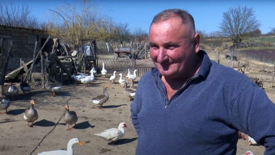 Vrijeme je nasađivanja gusaka, a guščja mast je itekako tražena