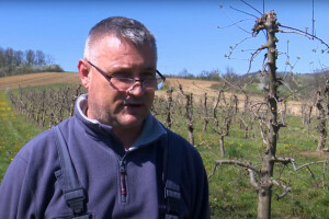 Tomislav Bašić: Veliki voćari će opstati, a mali propasti jer ne mogu pratiti tržište