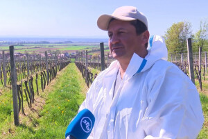 Siniša Hoborka: Velike vinarije diktiraju cijenu, a mi mali ovisimo o njima