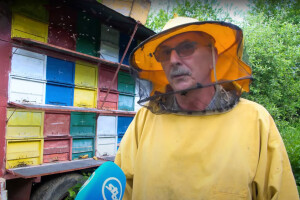 Nakon tri loše godine pčelari se nadaju dobroj bagremovoj paši