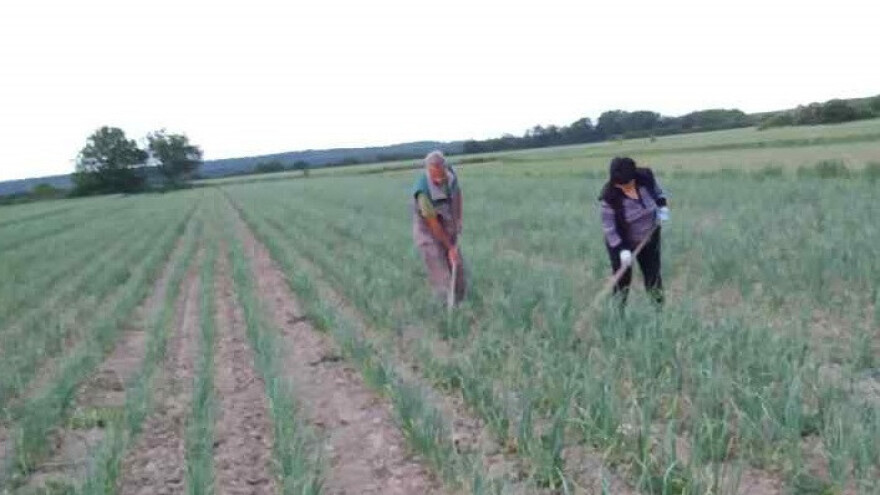 Dva OPG-a udružila snage, ne odustaju od češnjaka