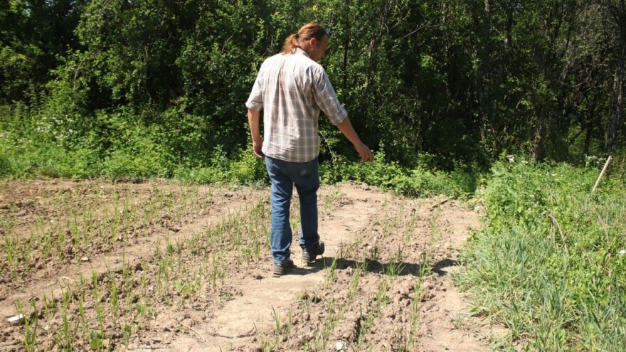 Rotterdam zamijenio Brđanima i na plodnoj slavonskoj zemlji uzgaja - rižu!