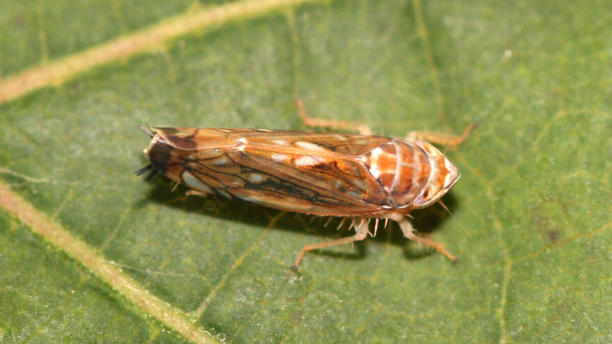 Pojavile se prve ličinke američkog cvrčka