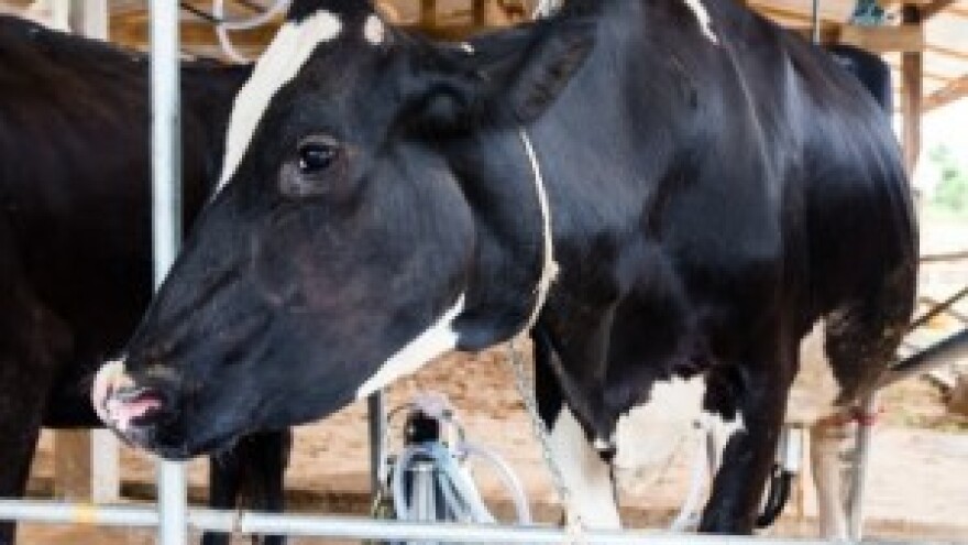 Kako uspjeh na njivi pretočiti u uspjeh u štali?