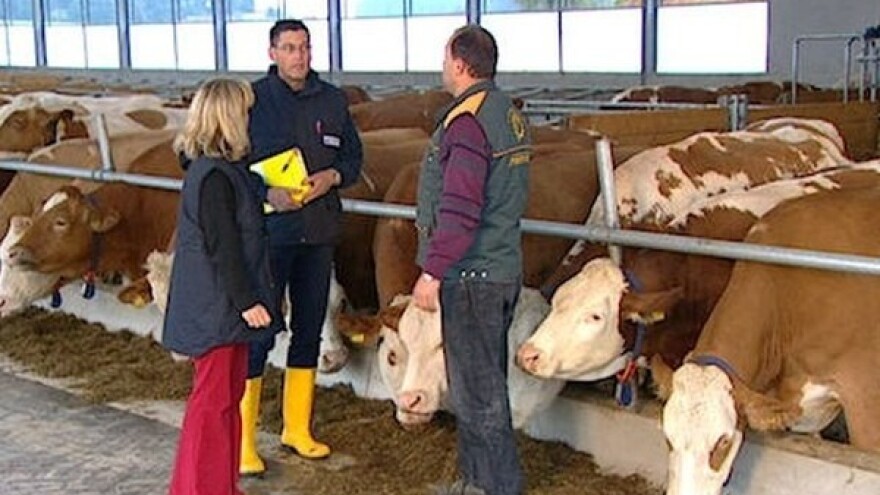 Kako do uspješnog tova svinja?