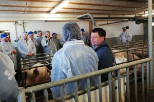 Farma svinja u Austriji: Ručno, uz krmaču, hrani prasad 4 puta na dan!