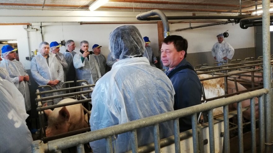 Farma svinja u Austriji: Ručno, uz krmaču, hrani prasad 4 puta na dan!