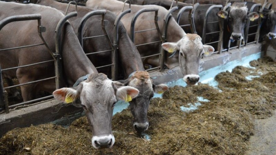 Kako sačuvati silažnu masu i smanjiti gubitke?