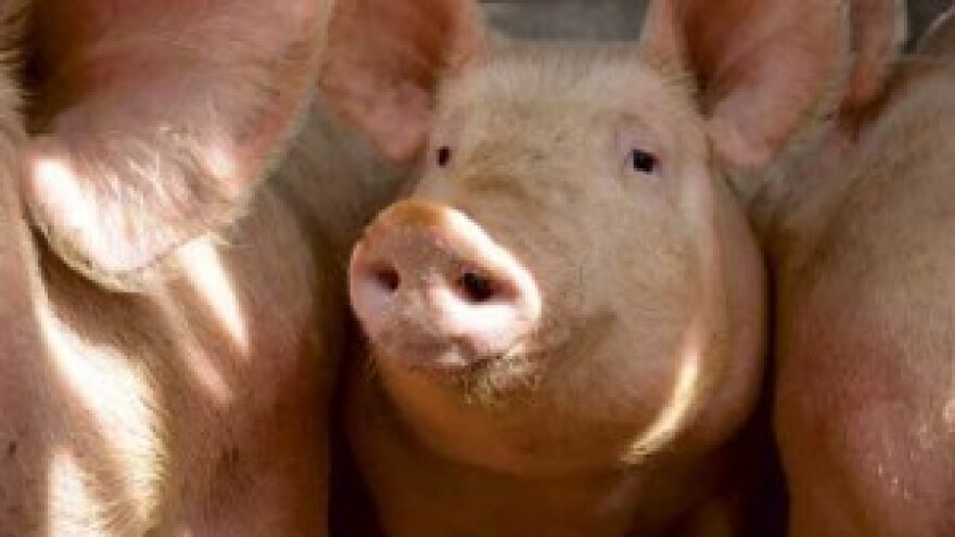 Higijenski besprijekorne žitarice!