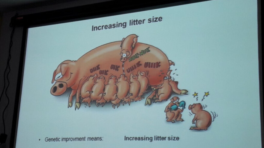 Kad je velik broj prasadi, a premalo sisa?