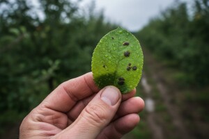 Scissor EC se smije koristiti do lipnja!