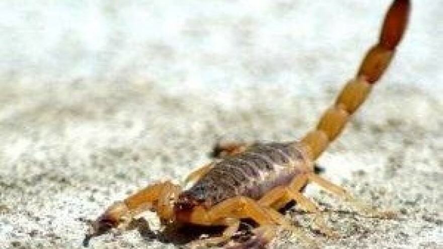 Horoskop - Škorpion (24.10. - 22.11.)