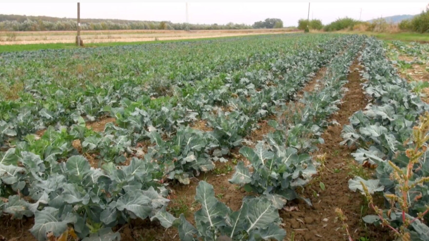 Uzgoj kupusnjača na OPG-u Muller: Beru ih ovisno o zrelosti i potrebama tržišta