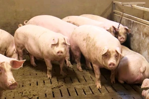Uzgajivači svinja smanjuju proizvodnju: Hrana skupa, a cijena žive vage svega 7,50 kuna?