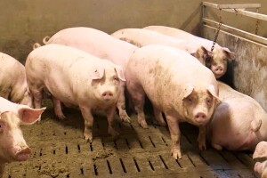 Uzgajivači svinja smanjuju proizvodnju: Hrana skupa, a cijena žive vage svega 7,50 kuna?
