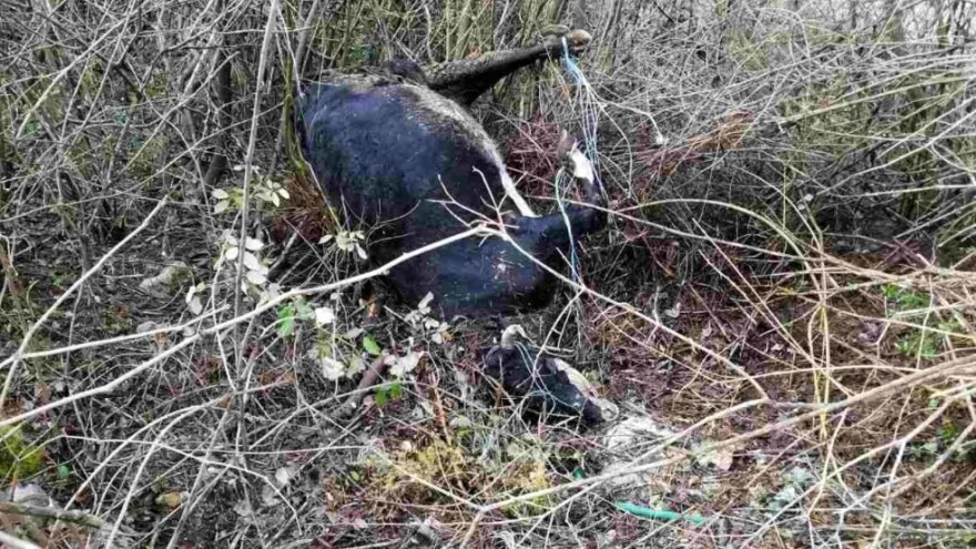 Ko je mrtvu kravu, vezanih nogu, bacio u korito Trebišnjice?