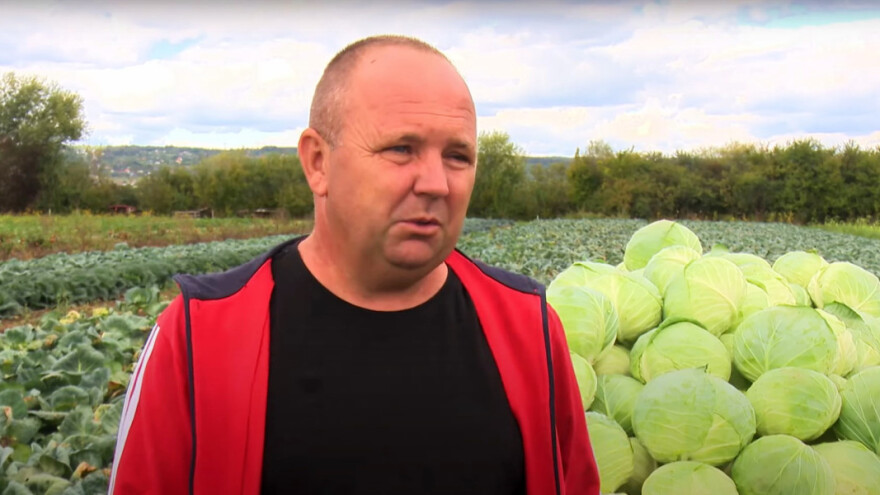 Mario Todorović: Kupus je bilo najzahtjevnije posaditi, a cvjetača kasni s dozrijevanjem