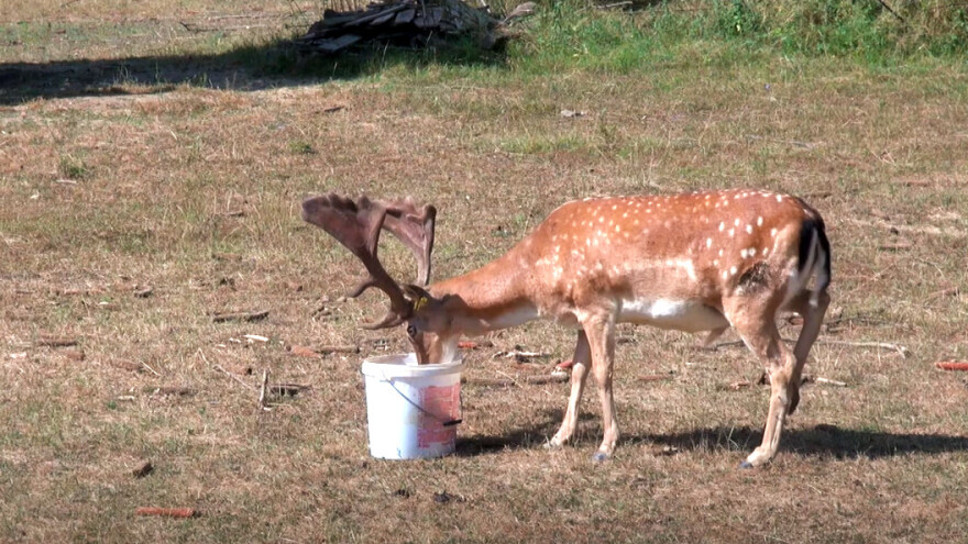 Darko Zovko: Potražnja za divljači veća nego što uspijemo uzgojiti