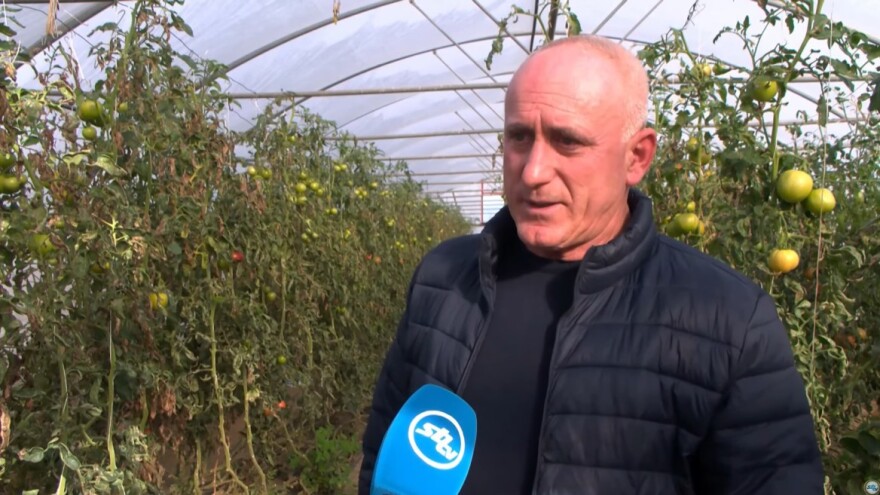Josipu Strinaviću štetnik uništio plasteničku proizvodnju rajčice