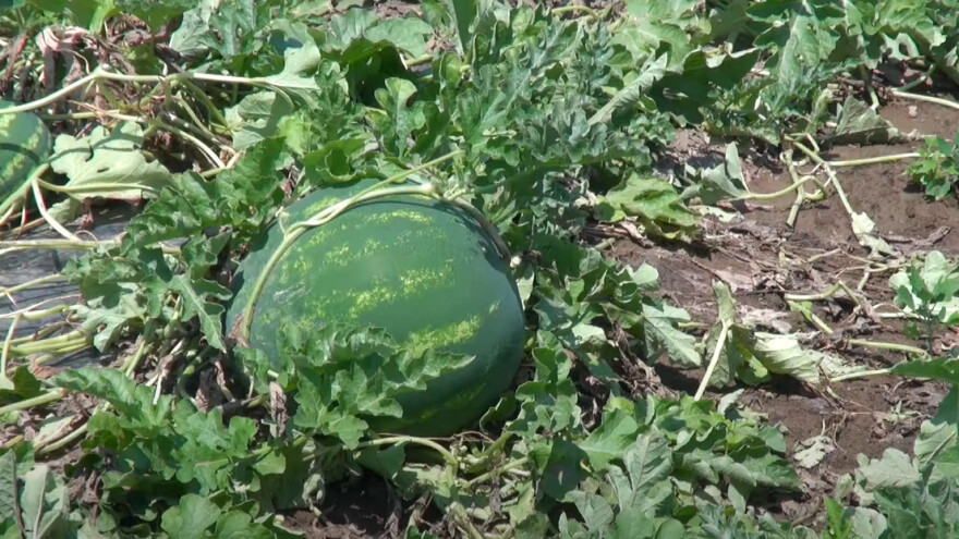 Ivica Jurčević: Plasman i cijena lubenice ove godine bolji, s dinjom ide malo teže