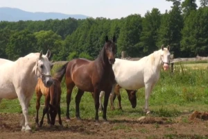 Na OPG-u Garić lipicanci 24 sata na otvorenom uz potpuno ekološki uzgoj