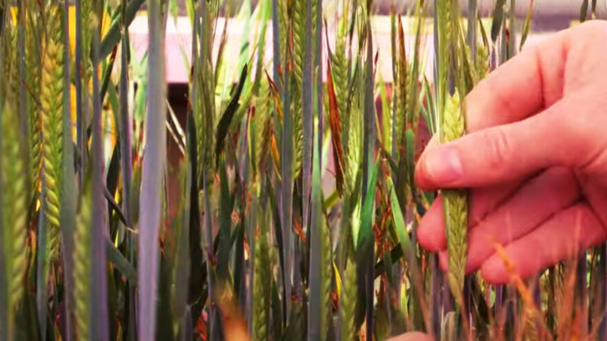 Hoće li nova tehnologija pomoći prehraniti svijet?