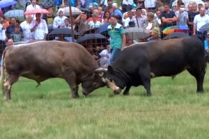 Najbolji bikovi ponovo će ukrstiti rogove na Čevljanskom polju