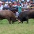 Najbolji bikovi ponovo će ukrstiti rogove na Čevljanskom polju