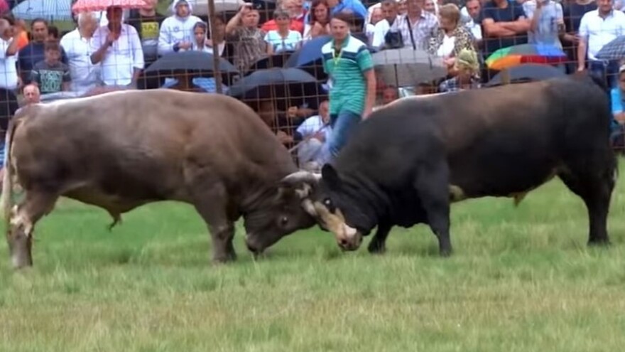 Najbolji bikovi ponovo će ukrstiti rogove na Čevljanskom polju