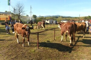 Na stočnoj izložbi farmerima podijeljeno 12 hiljada KM: Ovo su vlasnici šampionskih grla