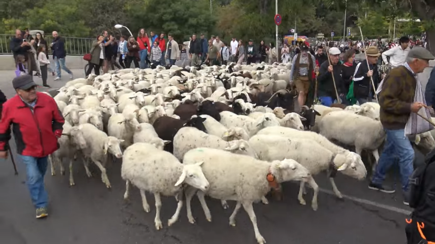 Ovce i koze u centru Madrida: tradicija, ekologija i borba protiv požara u jednom prizoru