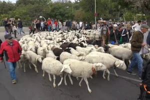 Ovce i koze u središtu Madrida: tradicija, ekologija i borba protiv požara u jednom prizoru