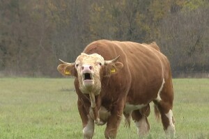 Usmrćen je bik Miško koji je terorizirao Gračac, ali što ćemo s drugim, sličnim slučajevima?