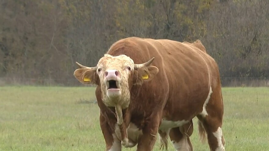 Usmrćen je bik Miško koji je terorizirao Gračac, ali što ćemo s drugim, sličnim slučajevima?
