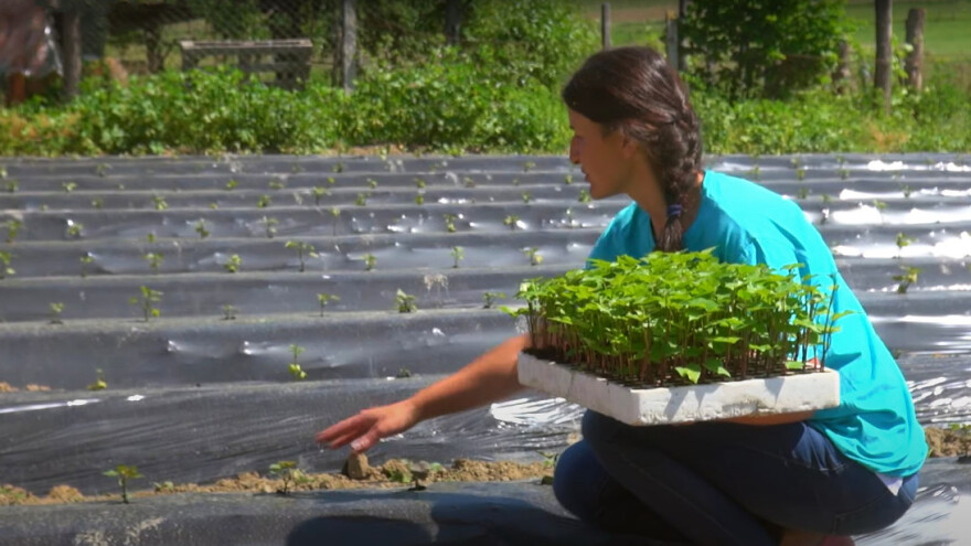Branka Anđal: Krenuli smo s 3,5 tisuće, a sada uzgajamo 45 tisuća sadnica batata