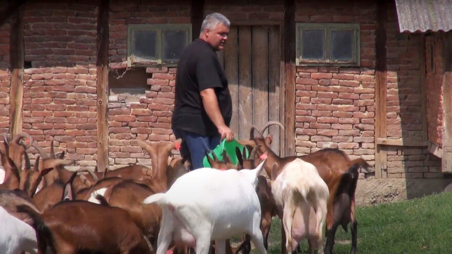 Obitelj Nježić uzgoj muznih krava zamijenila kozama