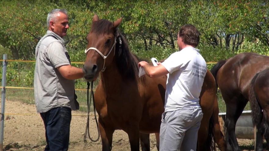 Zašto je važno na vrijeme prijaviti i čipirati ždrjebad?