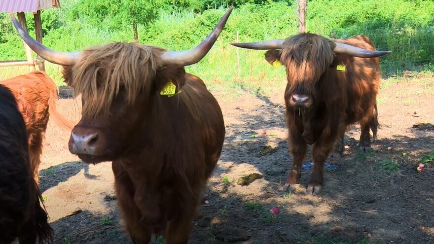 Obitelj Zadravec uzgaja škotsko planinsko govedo - idealno za eko uzgoj
