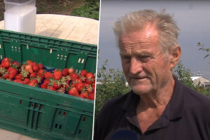 Kišno proljeće umanjilo slatkoću jagoda