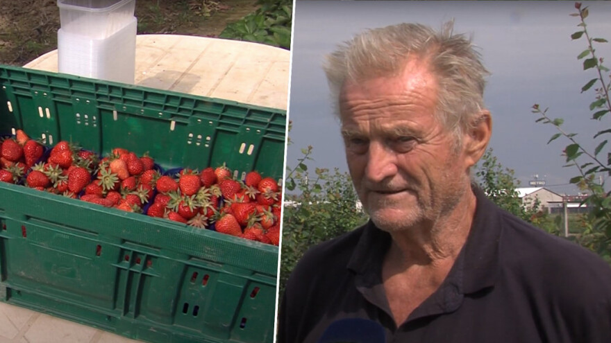 Kišno proljeće umanjilo slatkoću jagoda