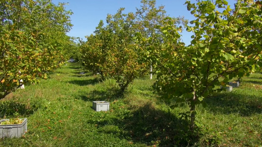 Danijela Rosman: Suša nam nije naštetila, s prinosom ekološke lijeske jako smo zadovoljni