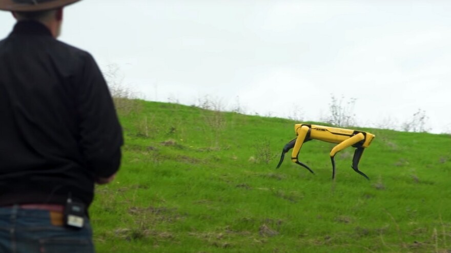 Pas robot: Nadgleda useve i čuva ovce?