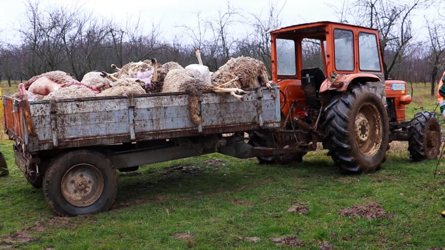 Husejnu Haliloviću stradala 91 ovca, kroz suze kaže: "Ne mogu više"