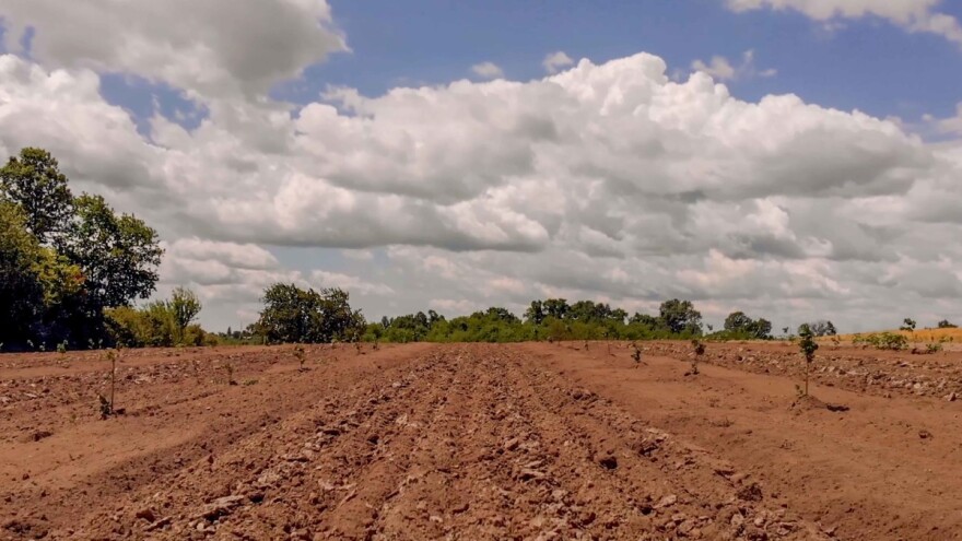 Zašto ne zatravniš mladi nasad?