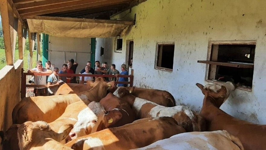 Stigle njemačke junice u Sanski Most, vrijedne 185 hiljada maraka