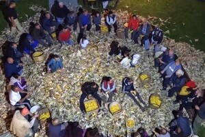 Perušanje kukuruza donijelo dašak prošlosti u selo Poljak