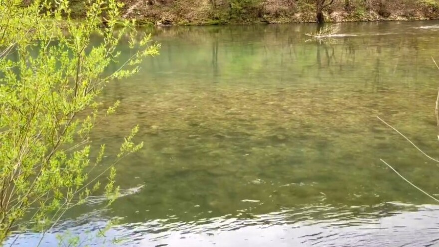 Kako izgleda mrijest škobalja?