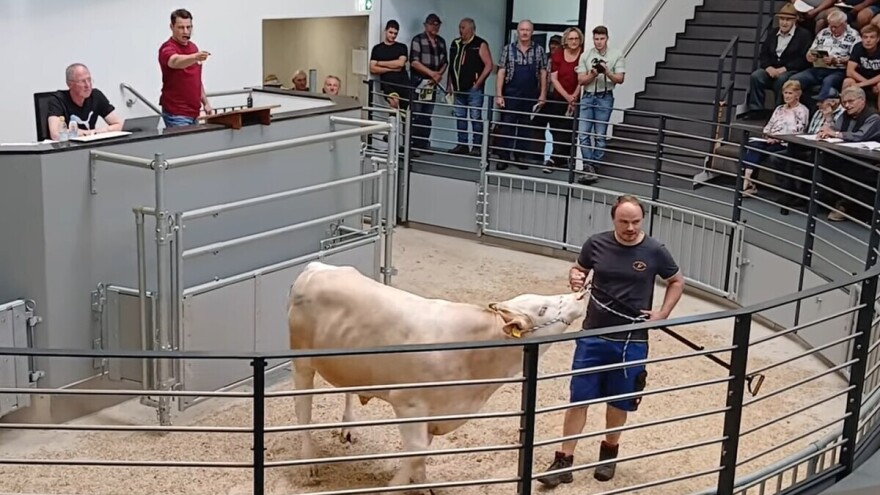 Najskuplji bik Gornje Bavarske: Magister PP prodan za 182.000 eura