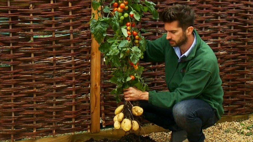 Postoji li TomTato - biljka na kojoj istovremeno rodi krompir i paradajz?